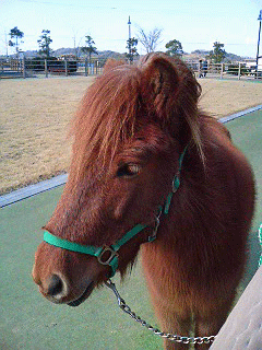 horse.gif 240320 58K