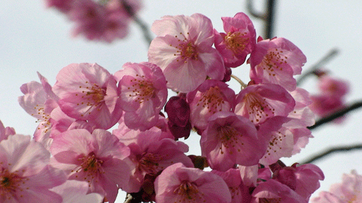 sakura.gif 515290 107K